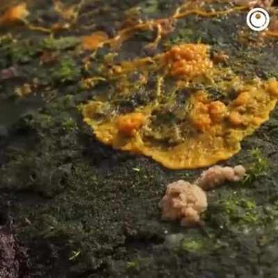 Mushroom bloom timelaps