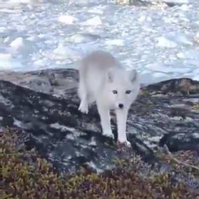 🔥 This young Arctic fox curiously checking out a wildlife photographer 🔥