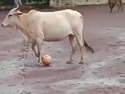 Just an Ox playing football.