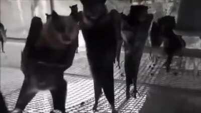 Someone filmed bats hanging upside down, and it looks like a Goth nightclub