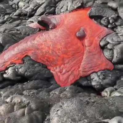 Lava emerging from an active volcano in Hawaii.