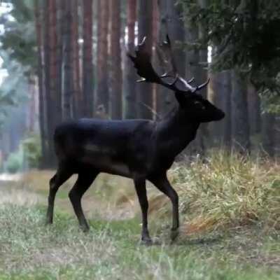 🔥 Rare dark colored deer.