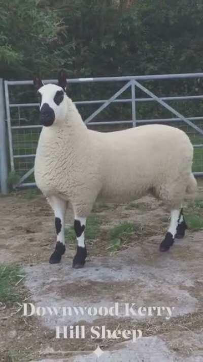 Huge Woolly boi