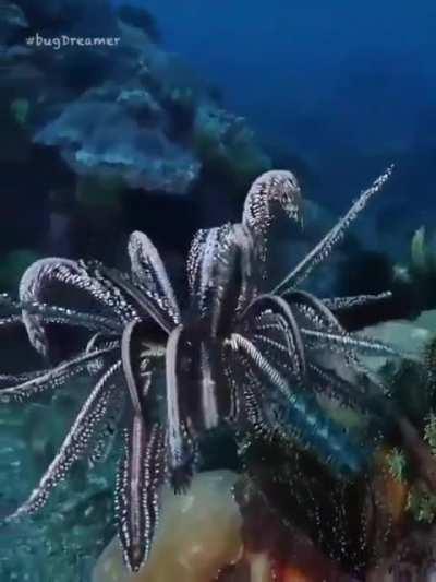 🔥 The mesmerising Feather Star 🔥