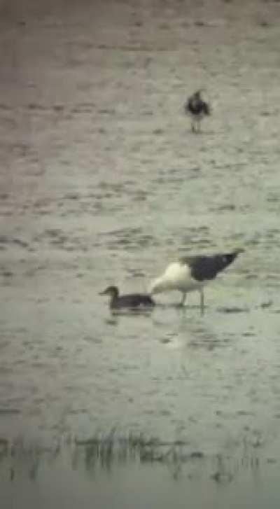 Duck getting eaten alive by gull