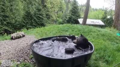 Taking a beary nice bath