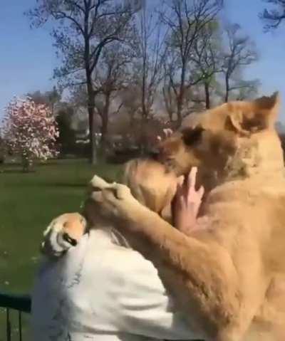 Slovakian woman visits the lions she raised as cubs. Their parents were used in circuses across Eastern Europe and rejected them when they were born.