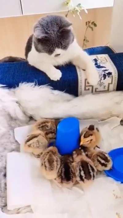 This cat protects eggs, warms them, hatches the chicks, watches over them, then is their friend for life