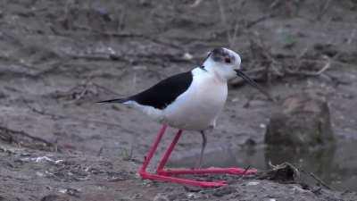 🔥 Black-winged Stilt and its baby hiding under wings..