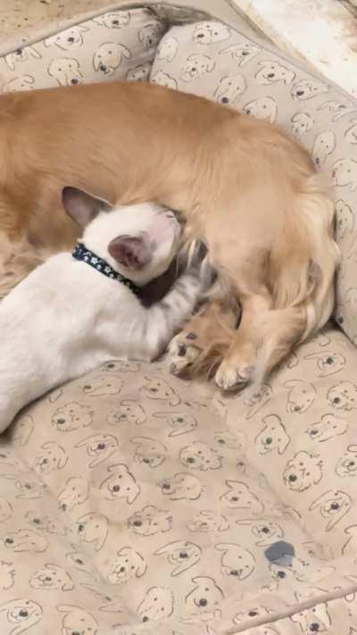 My dachshund breastfeeding my Cat when we first got him (OC)