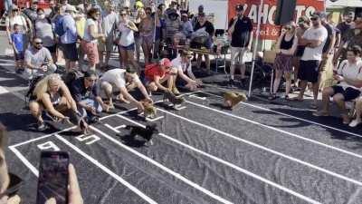 Daschund races. La Mesa, CA Oktoberfest