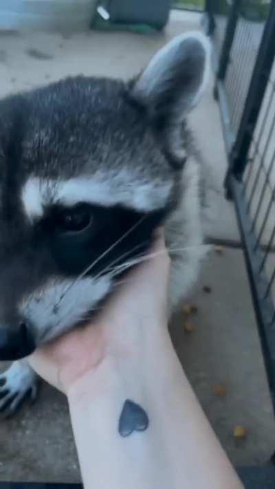 So Cute trashpanda