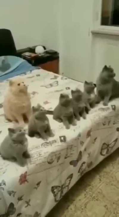 Training cat army.