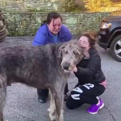 Owners reunited with dog after he went missing during a car accident