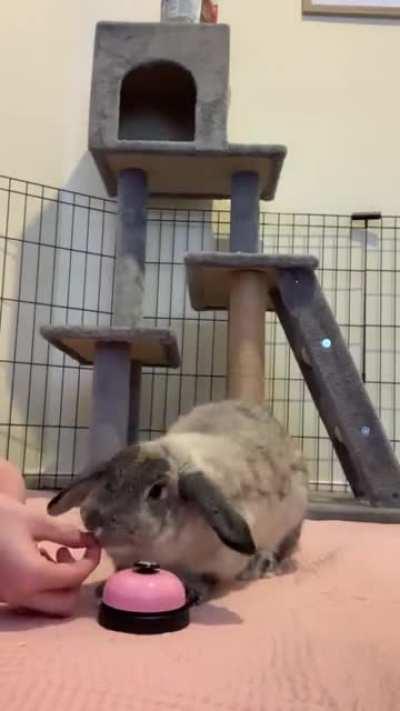 This rabbit learned to ring the bell for treat service