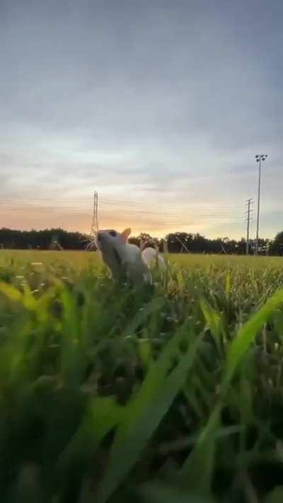 A gliding Sugar Glider