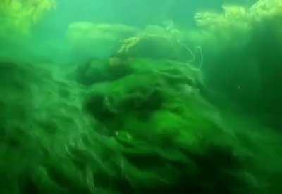 🔥 The underwater movement of algae.