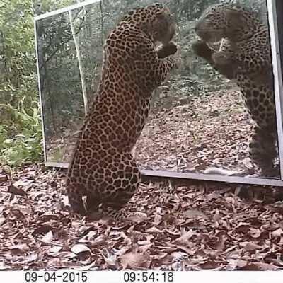 A leopard's reaction to seeing himself in the large mirror 📍Gabon, Equatorial Africa