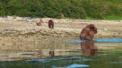 Male brown bear attacks female at whale carcass, only for third bear to intervene.