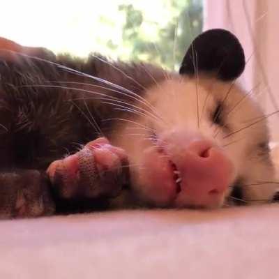 Look at those little teefs and feets, Soo Adorable!! AAAAAAAAAAAAA