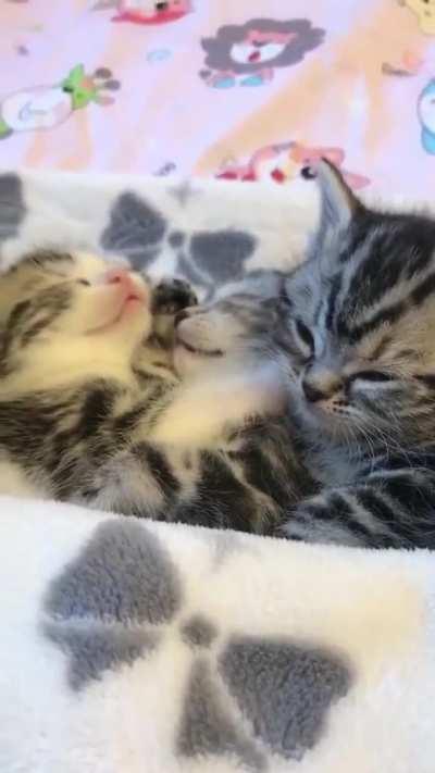 Two sleepy kittens don't want to sleep