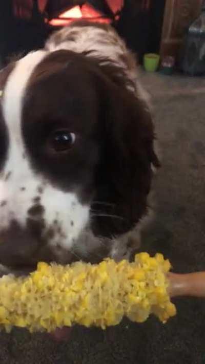 Just a dog and her corn.