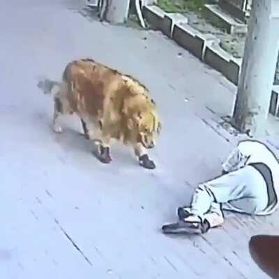 a cat falling on man's head and a dog in shoes controls the man