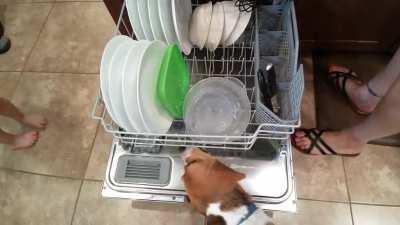 Apprentice dishwasher