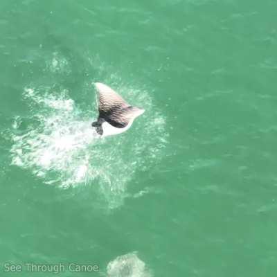 🔥 Was psyched to get a video of a Spotted Eagle Ray jumping today. St Pete, Florida