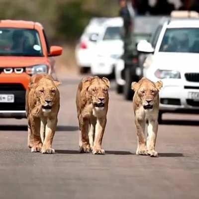 Lionesses walking in sync.