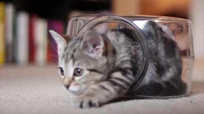 My little kitten is having the time of his life inside of this fishbowl