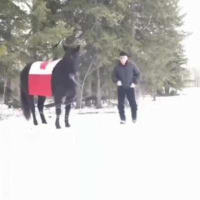 Old man teaches his horse how to lasso