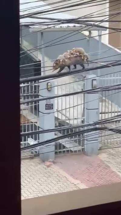 Possum carrying puppies while balancing over power line in Rio de Janeiro