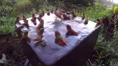 Many hummingbirds bathe together. They are usually extremely territorial