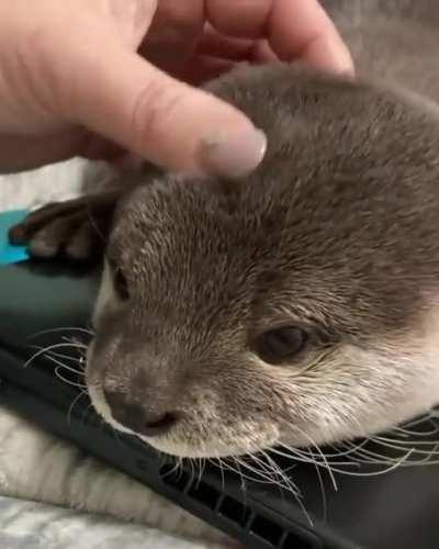 The sounds this otter makes it so much adorable