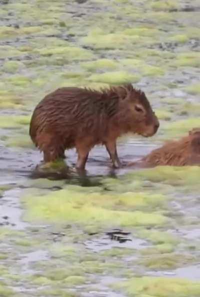This little capybara on her mother