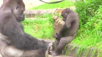 It's not unusual for Silverbacks to be affectionate father figures. Shabani just takes that up to 11