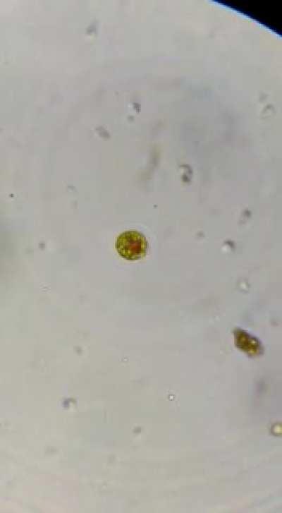 Haematococcus ищет нямку.