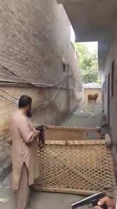 Nfsw , Pakistan vs Cow