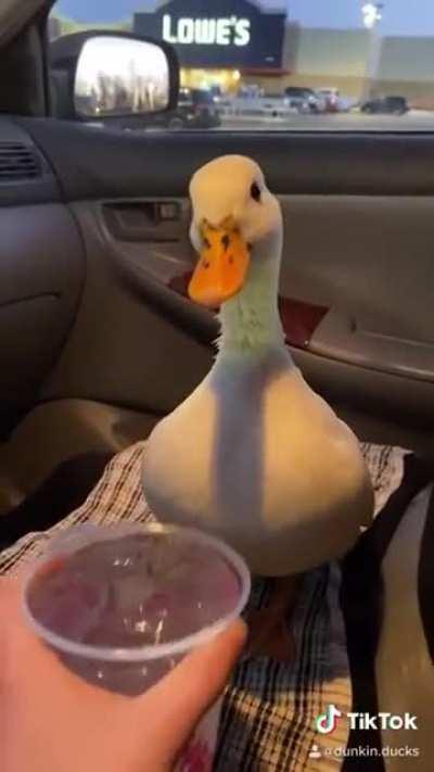 Munchkin the Duck is Angry until she gets an Ice Water.