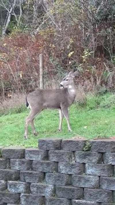 Young Blacktail buck. They look a lot bigger than they actually are. The retaining wall blocks are 6