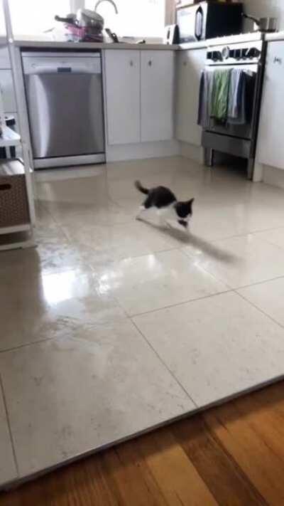 My kitty on wet floor for the first time