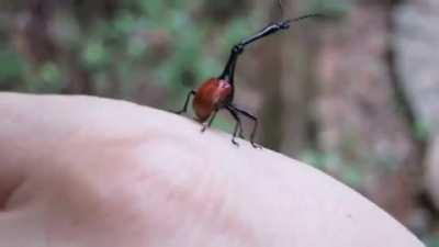 The beetle, in which Madagascar lives, has long neck unusually, which resembles the name of a giraffe's named beetle giraffe weevil. Today's beetle cleans up its long neck.