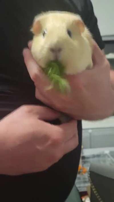 Hyperlapse of Mochi eating parsley