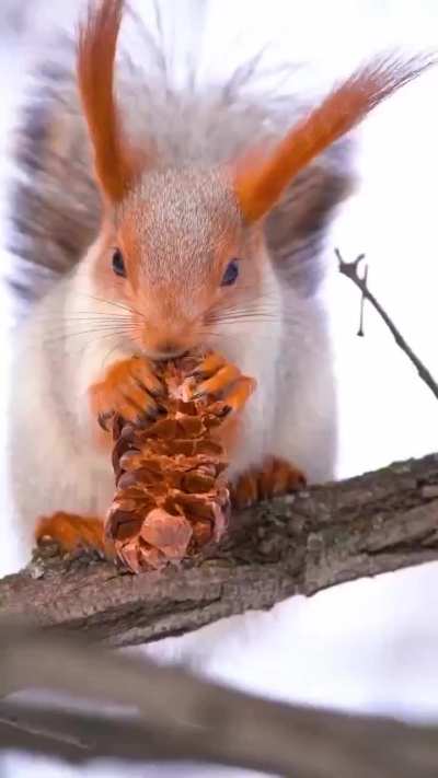 animalsdoingstuff