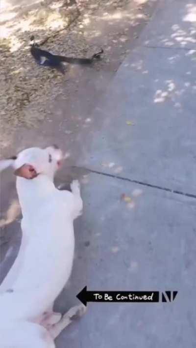 To pet a dog while he is pooping