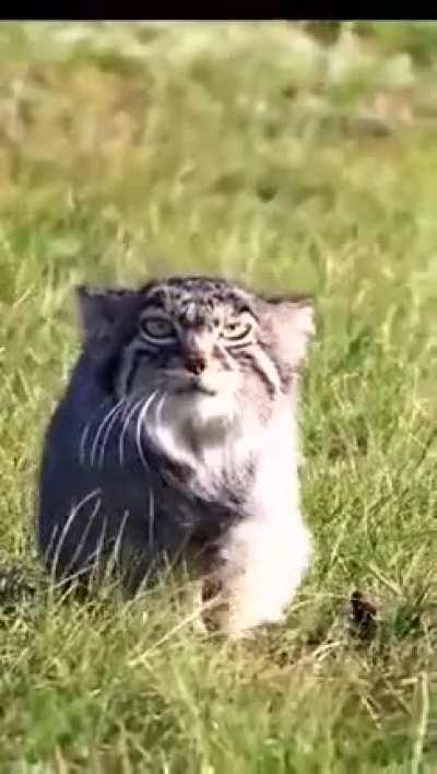 🔥The Pallas's cat (Otocolobus manul)