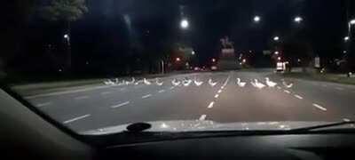 LOS PATOS DEL PLANETARIO CRUZAN AV SARMIENTO CUANDO SE LES CANTAN LAS P