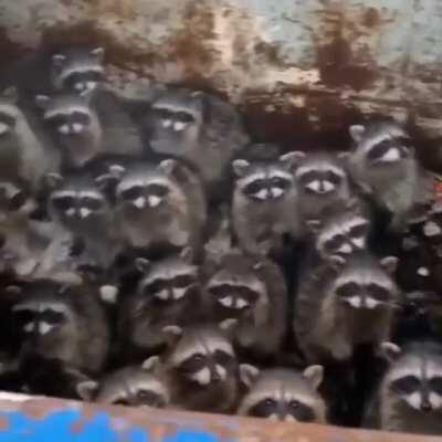 What's the password to a secret Trash Panda club?