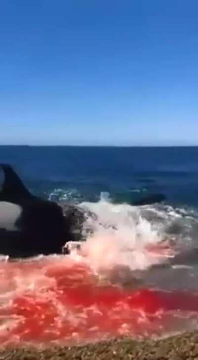 A Killer whale nearly beaching itself and making a bloody mess out of a seal